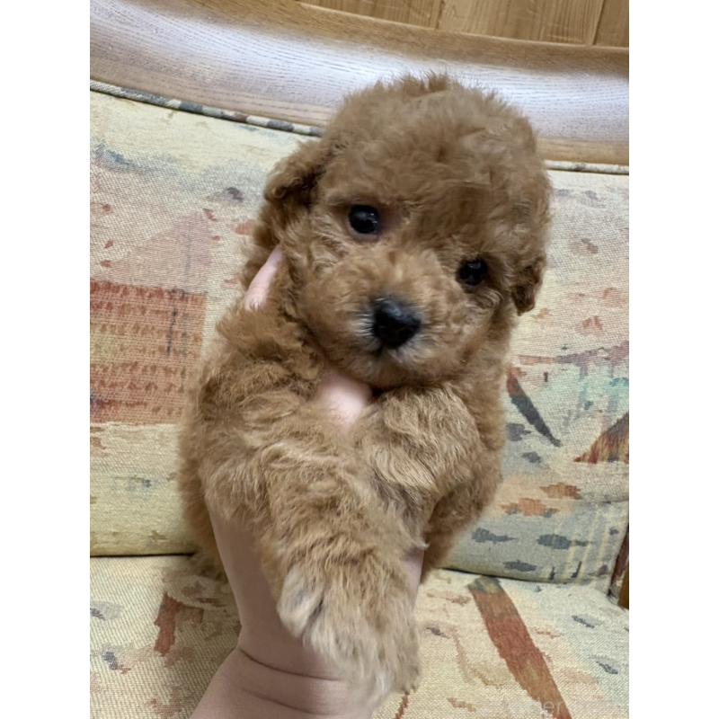 販売中の埼玉県のティーカッププードル-426920の6枚目