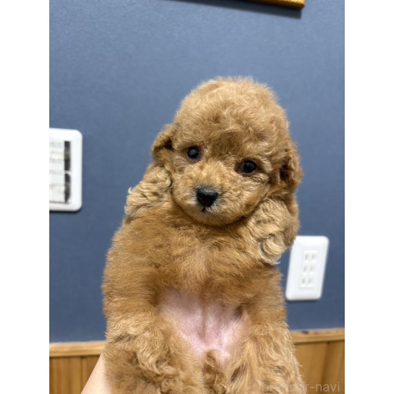 販売中の埼玉県のティーカッププードル-426920の5枚目