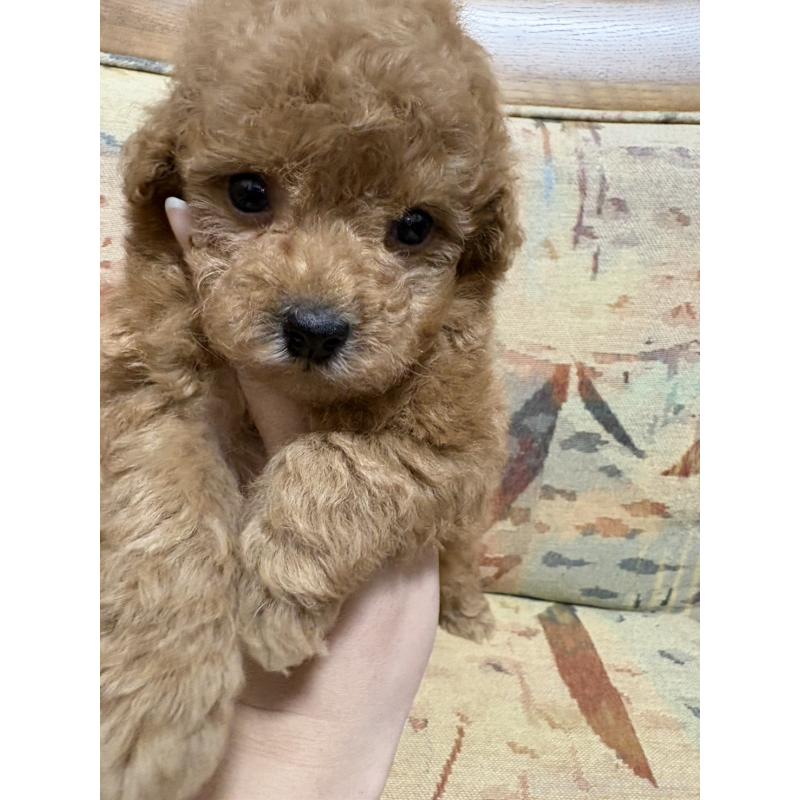 販売中の埼玉県のティーカッププードル-426920の4枚目