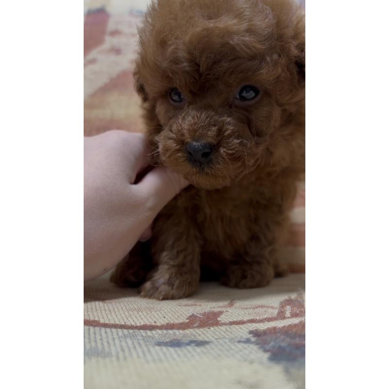 販売中の埼玉県のティーカッププードル-426921の6枚目