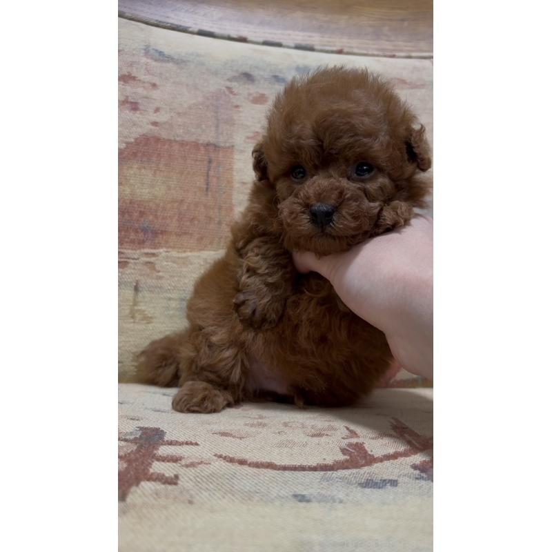 販売中の埼玉県のティーカッププードル-426921の5枚目