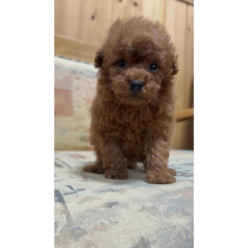 販売中の埼玉県のティーカッププードル-426921の3枚目