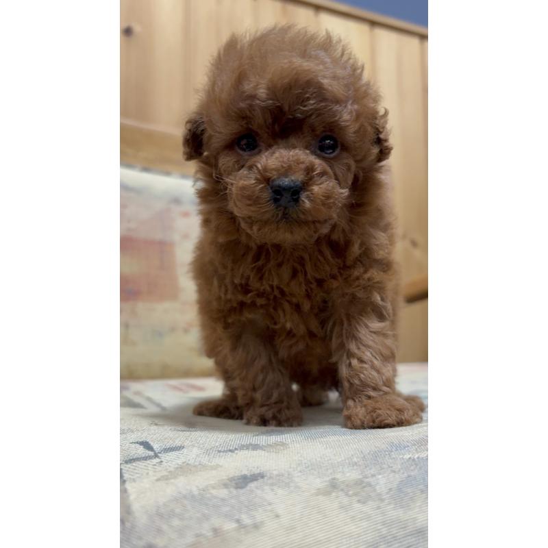 販売中の埼玉県のティーカッププードル-426921の2枚目