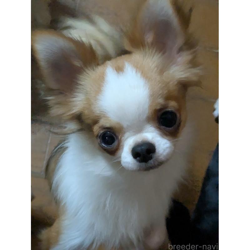 販売中の埼玉県のチワワ(ロングコート)-370286