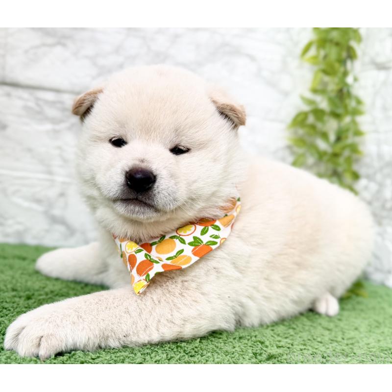 販売中の埼玉県の柴犬-424790の5枚目