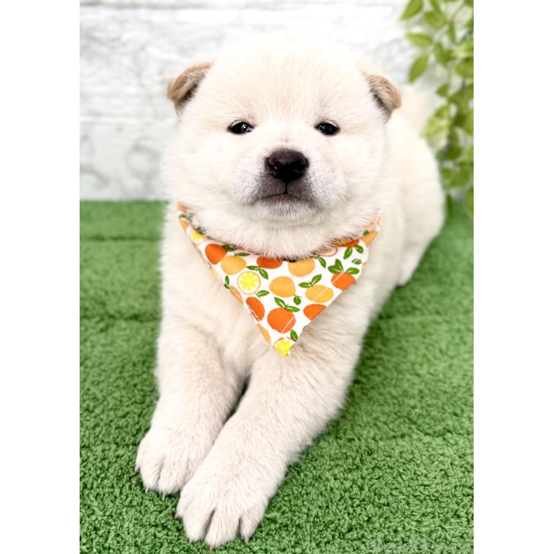 販売中の埼玉県の柴犬-424790の4枚目