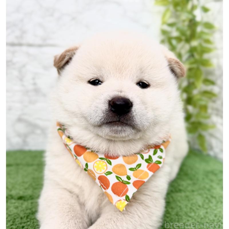 販売中の埼玉県の柴犬-424790の3枚目