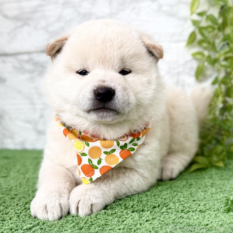 販売中の埼玉県の柴犬-424790の2枚目