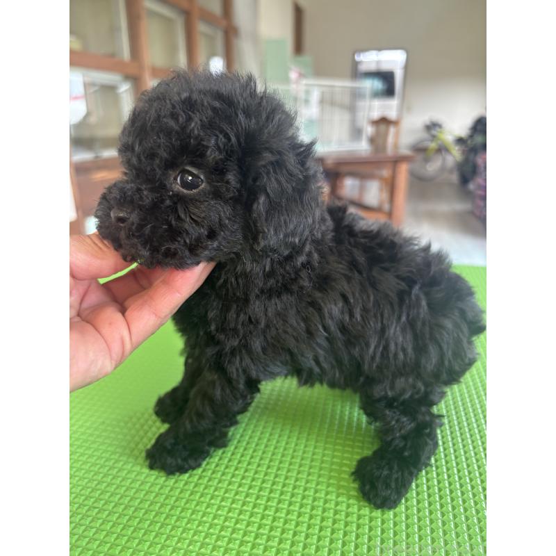 販売中の熊本県のティーカッププードル-426923の2枚目