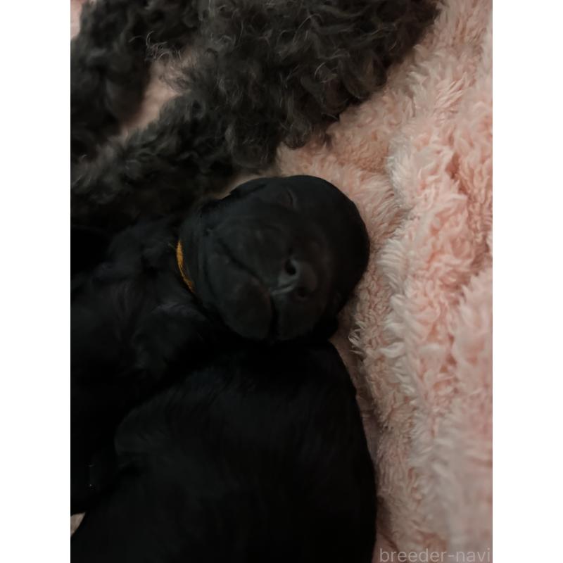 販売中の岡山県のタイニープードル-426927の3枚目