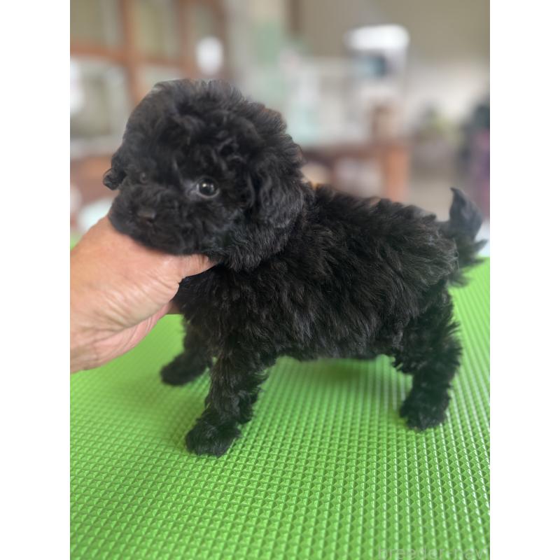 販売中の熊本県のティーカッププードル-426924の2枚目