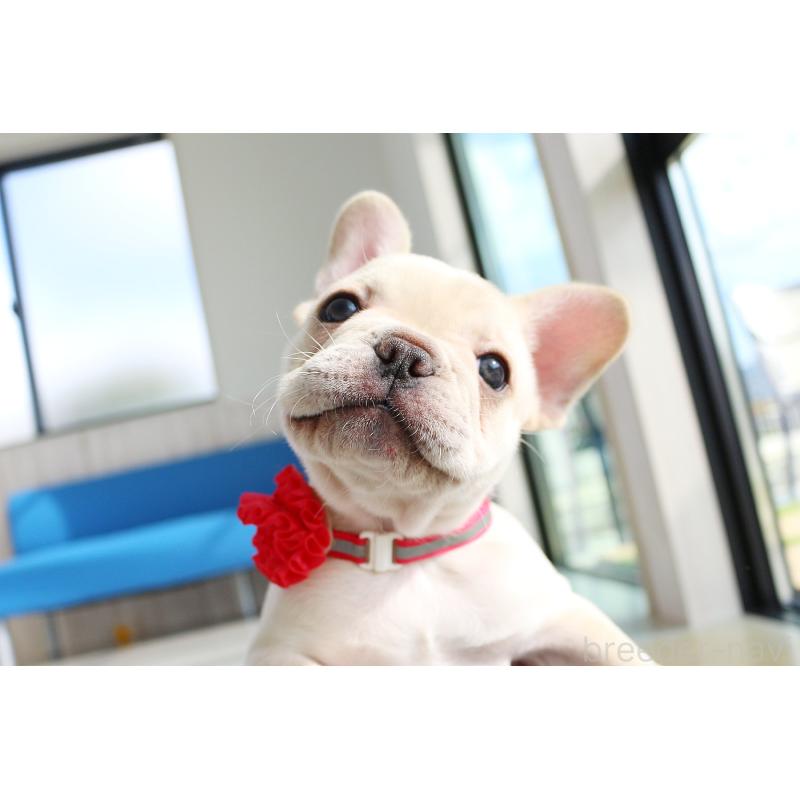 販売中の京都府のフレンチブルドッグ-420388の7枚目