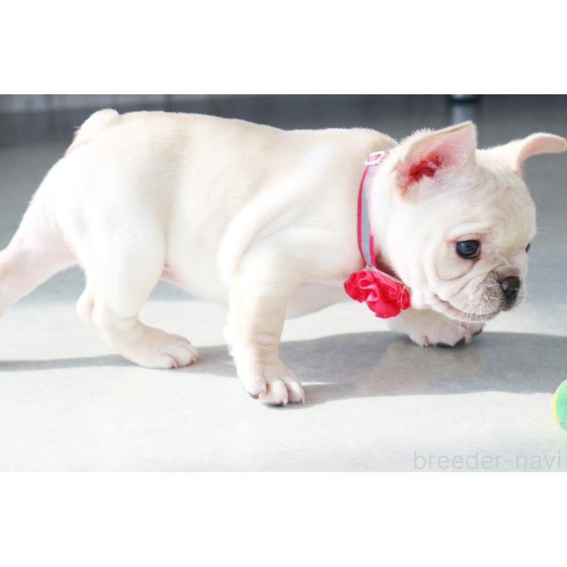 販売中の京都府のフレンチブルドッグ-420388の4枚目