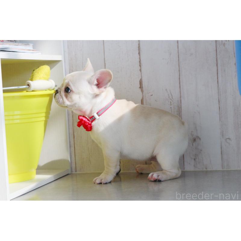 販売中の京都府のフレンチブルドッグ-420388の3枚目
