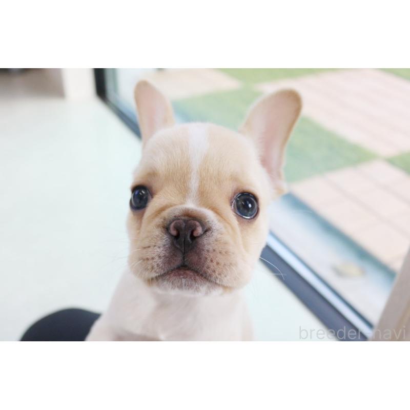 成約済の京都府のフレンチブルドッグ-420387の8枚目