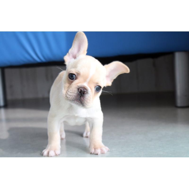 成約済の京都府のフレンチブルドッグ-420387の7枚目