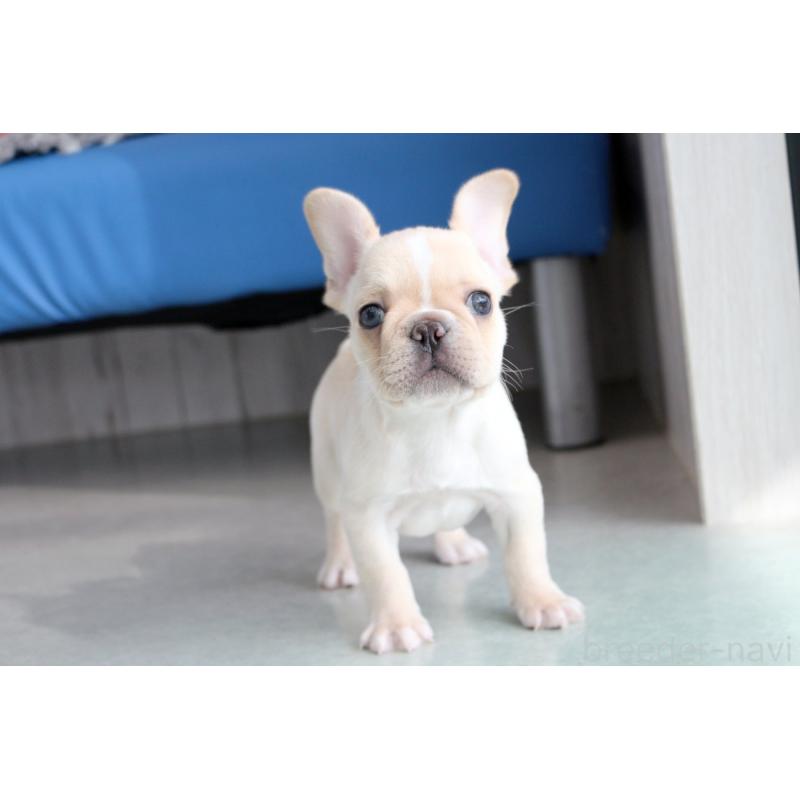 成約済の京都府のフレンチブルドッグ-420387の6枚目