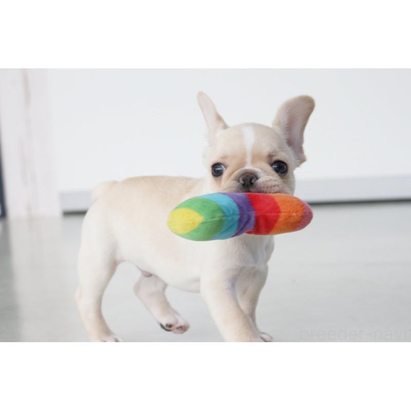 成約済の京都府のフレンチブルドッグ-420387の5枚目