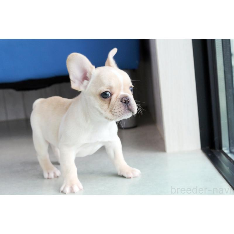 成約済の京都府のフレンチブルドッグ-420387の4枚目