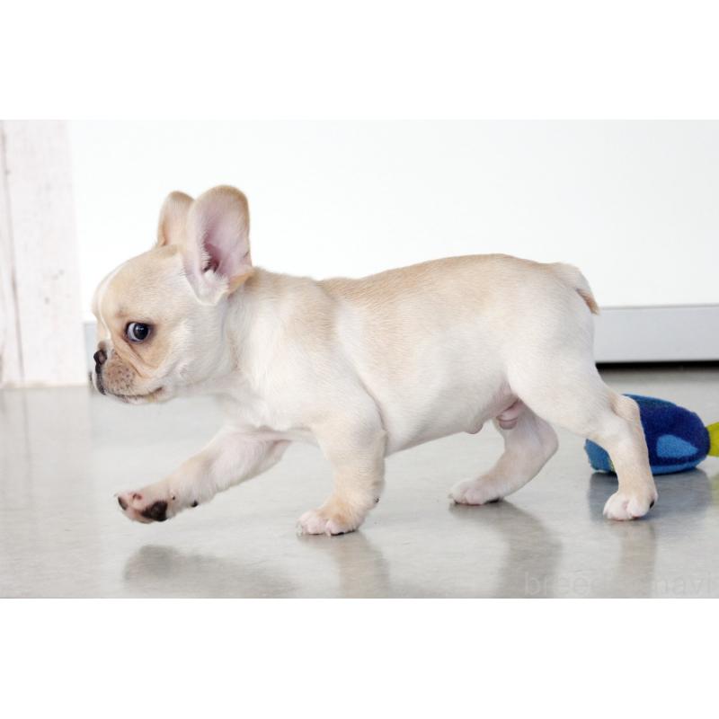 成約済の京都府のフレンチブルドッグ-420387の3枚目