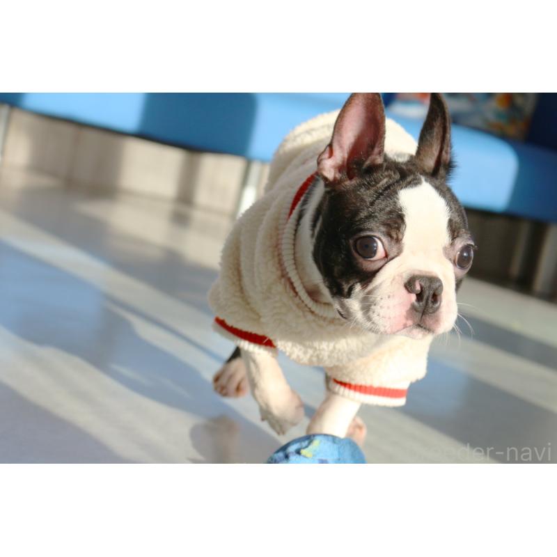 販売中の京都府のボストンテリア-403329の6枚目