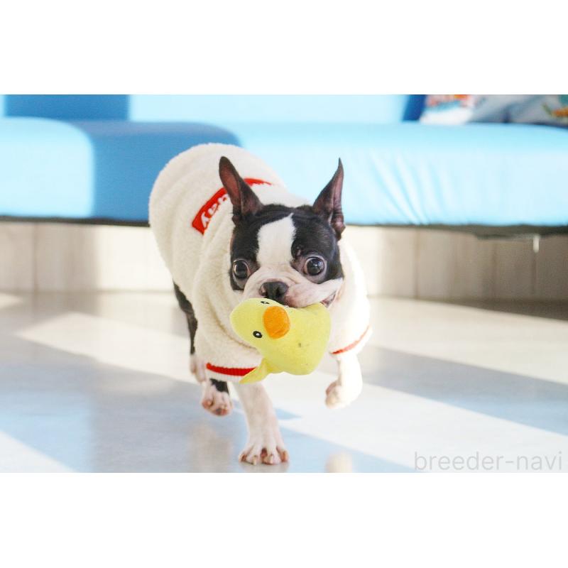 販売中の京都府のボストンテリア-403329の5枚目