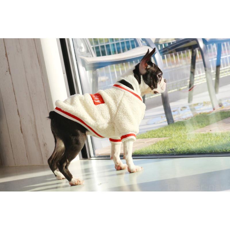 販売中の京都府のボストンテリア-403329の4枚目