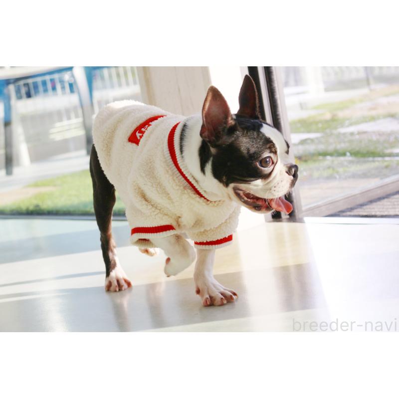 販売中の京都府のボストンテリア-403329の3枚目