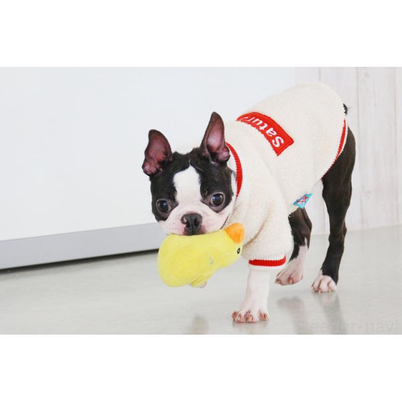 販売中の京都府のボストンテリア-403329の2枚目