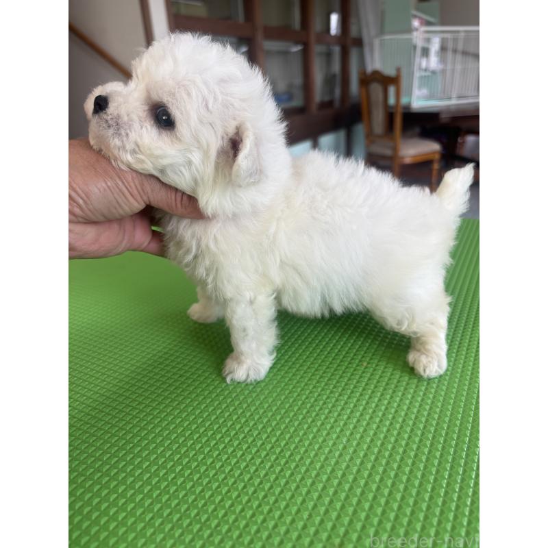 販売中の熊本県のビションフリーゼ-426925の2枚目