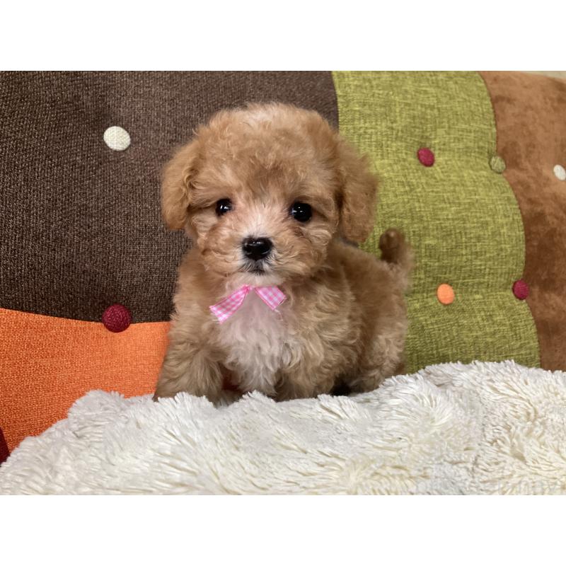 販売中の福岡県のマルプー:マルチーズ×トイプードル-426926の11枚目