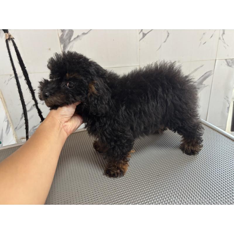 成約済の兵庫県のタイニープードル-426644の4枚目