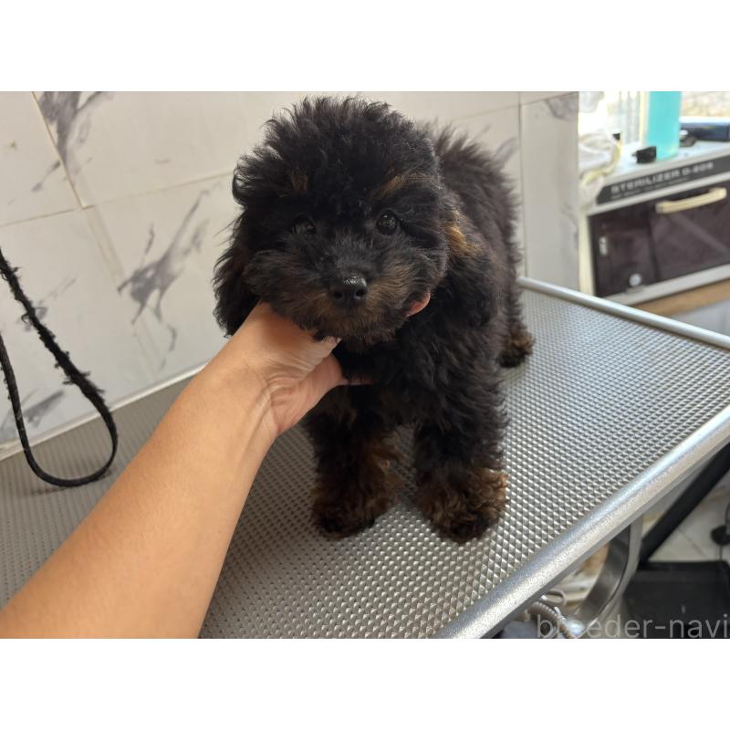 成約済の兵庫県のタイニープードル-426644の3枚目