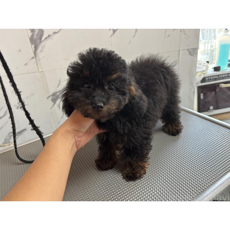 成約済の兵庫県のタイニープードル-426644の2枚目