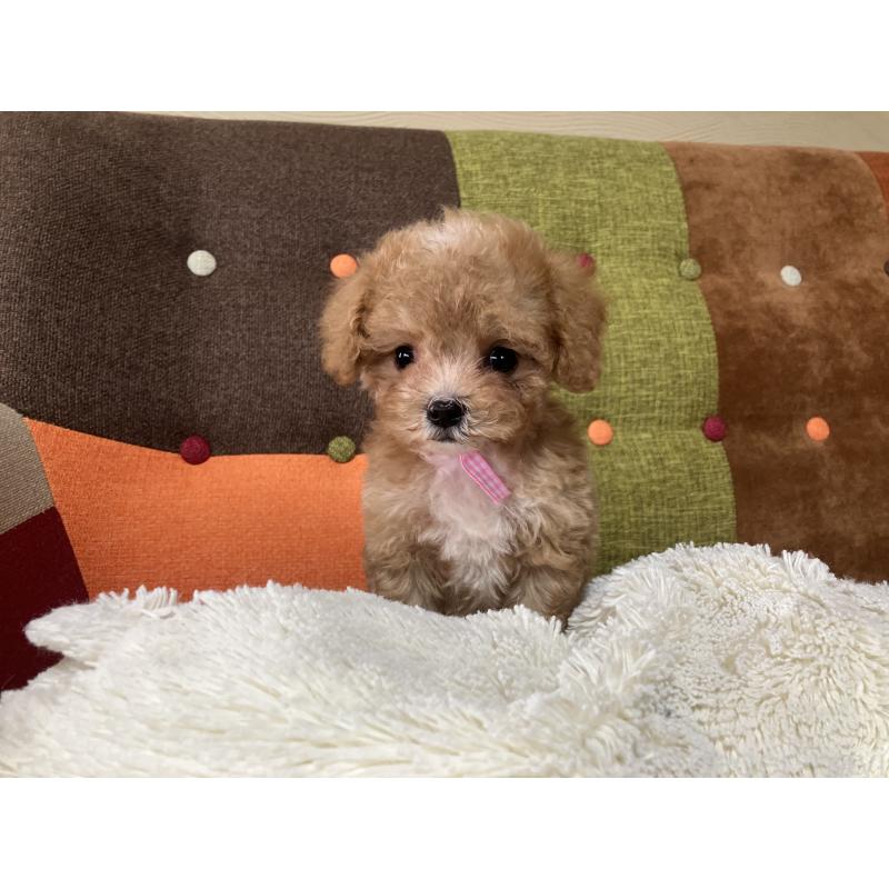 販売中の福岡県のマルプー:マルチーズ×トイプードル-426926の10枚目