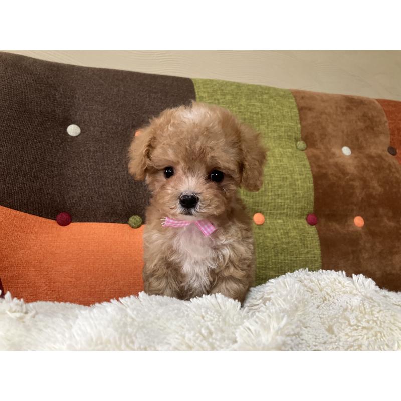 販売中の福岡県のマルプー:マルチーズ×トイプードル-426926の9枚目