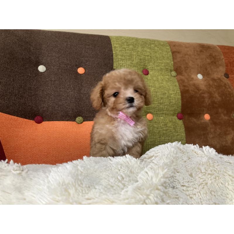 販売中の福岡県のマルプー:マルチーズ×トイプードル-426926の8枚目