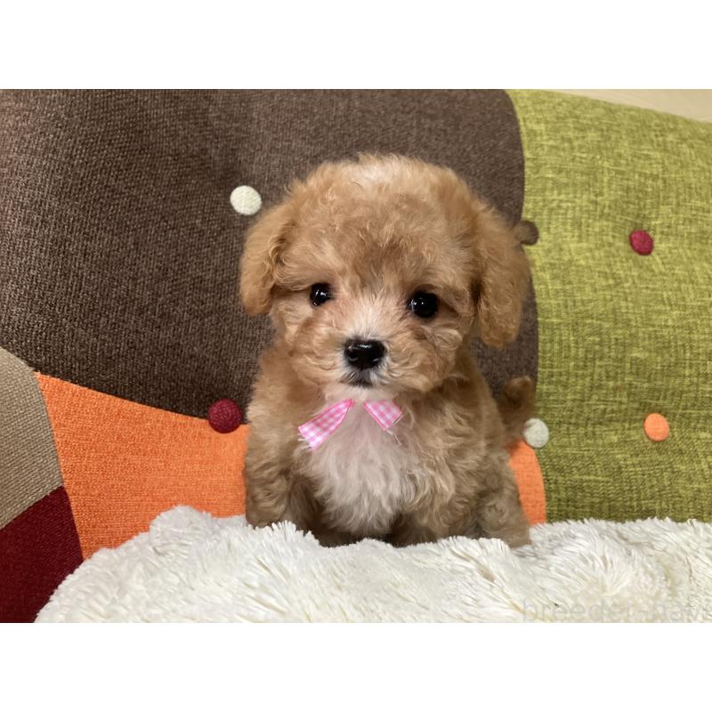 販売中の福岡県のマルプー:マルチーズ×トイプードル-426926の7枚目