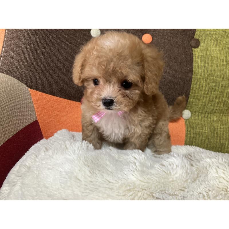 販売中の福岡県のマルプー:マルチーズ×トイプードル-426926の6枚目