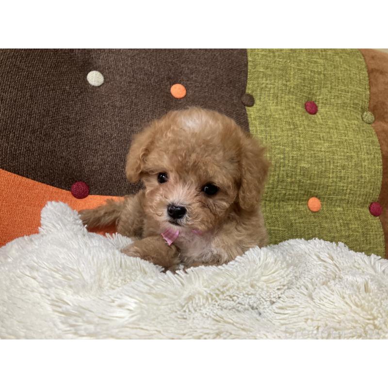 販売中の福岡県のマルプー:マルチーズ×トイプードル-426926の5枚目