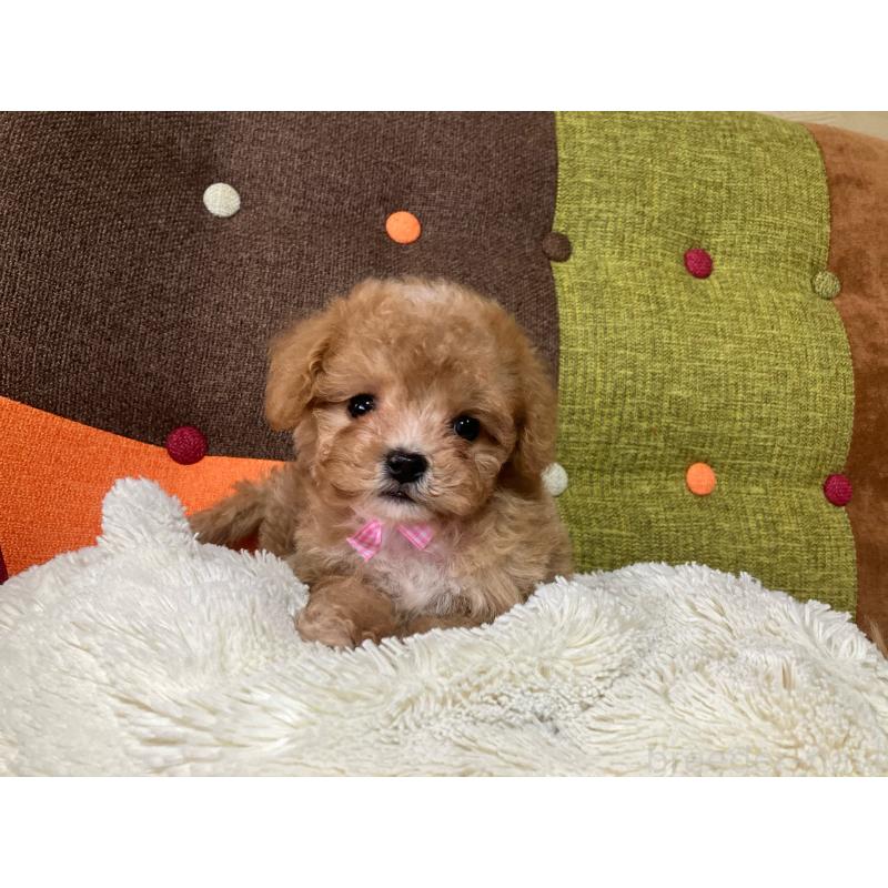 販売中の福岡県のマルプー:マルチーズ×トイプードル-426926の4枚目