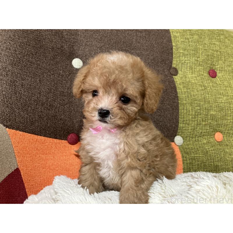 販売中の福岡県のマルプー:マルチーズ×トイプードル-426926の3枚目