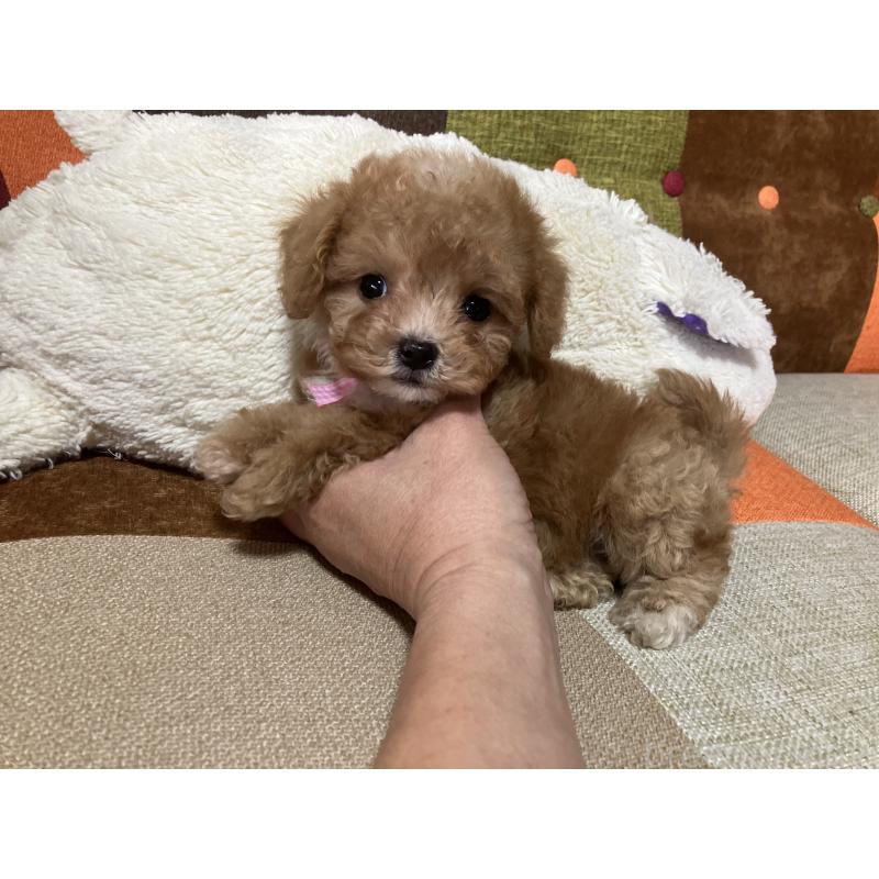 販売中の福岡県のマルプー:マルチーズ×トイプードル-426926の2枚目