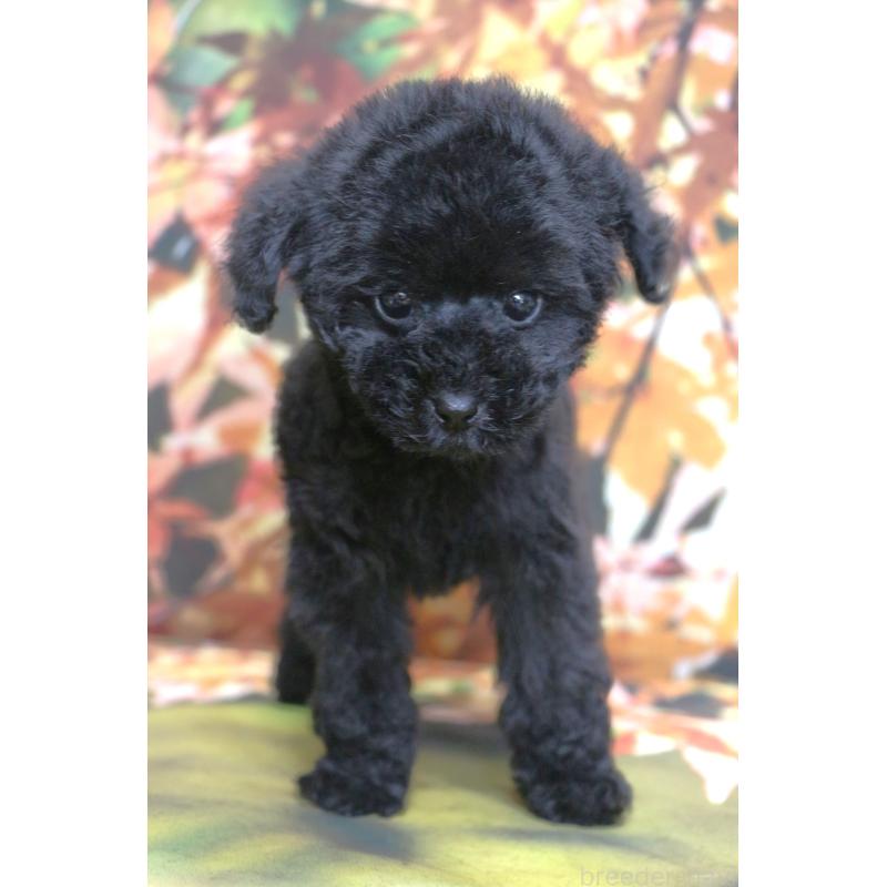 販売中の千葉県のティーカッププードル-424643の16枚目