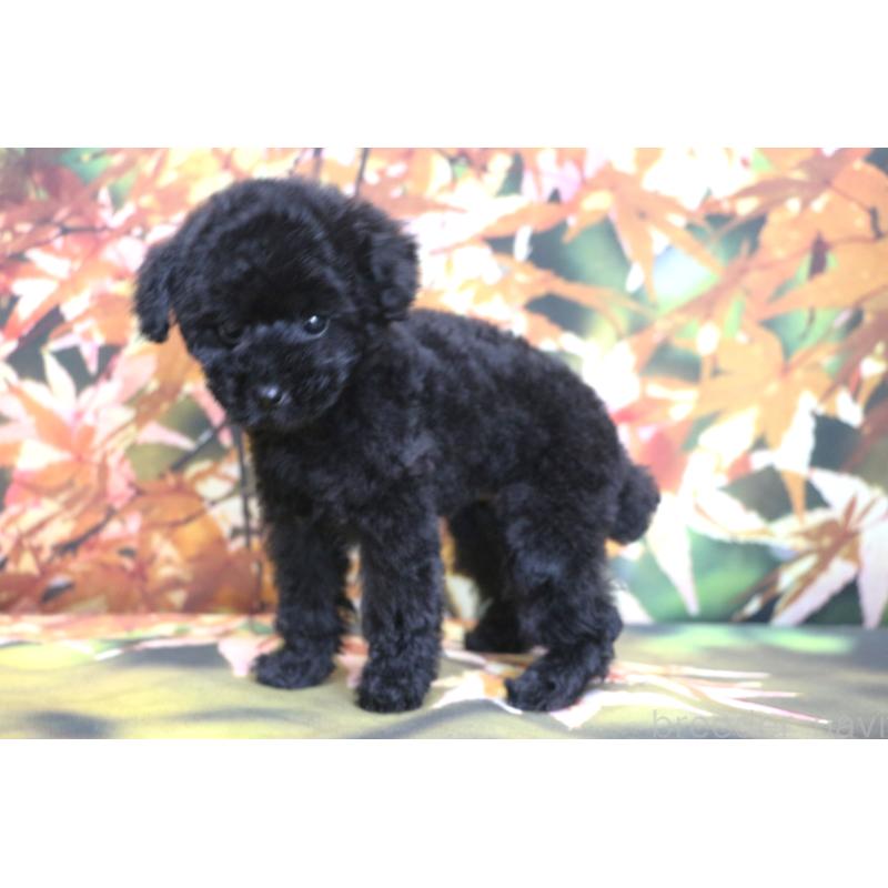 販売中の千葉県のティーカッププードル-424643の15枚目