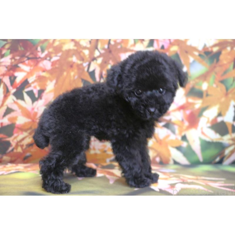 販売中の千葉県のティーカッププードル-424643の14枚目