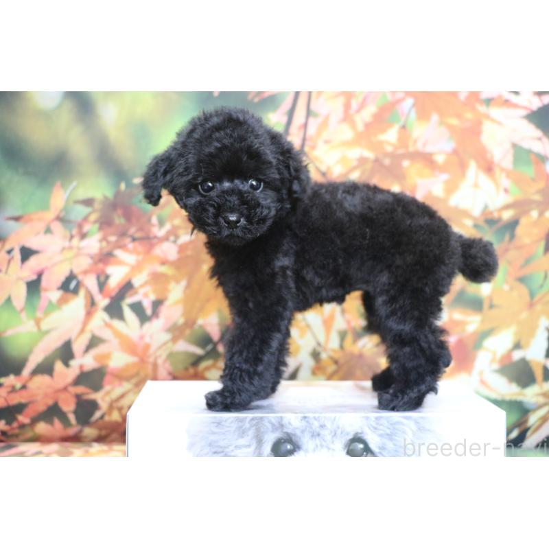 販売中の千葉県のティーカッププードル-424643の13枚目