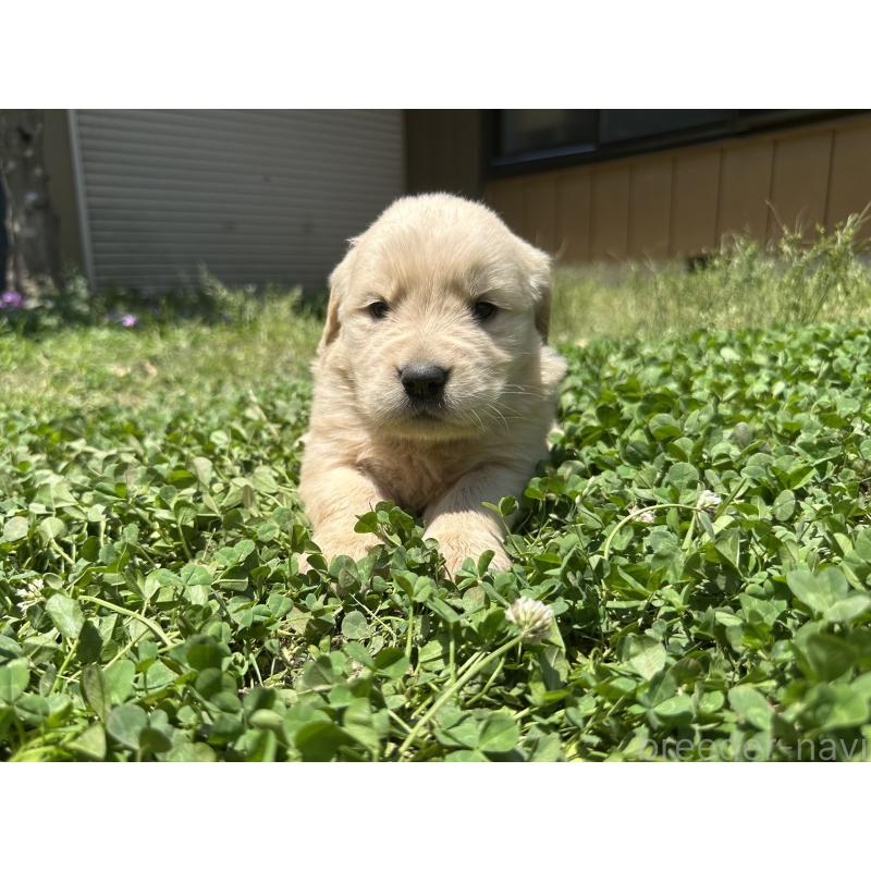 販売中の千葉県のゴールデンレトリーバー-391660の6枚目