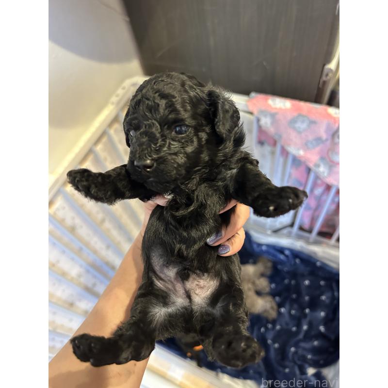 販売中の岡山県のタイニープードル-426929の3枚目