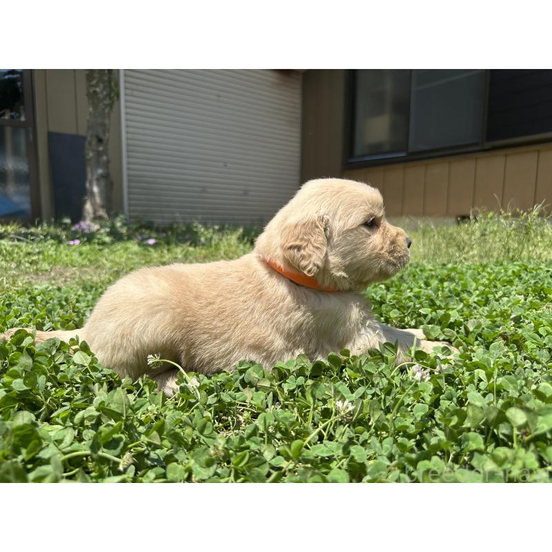 販売中の千葉県のゴールデンレトリーバー-391660の5枚目